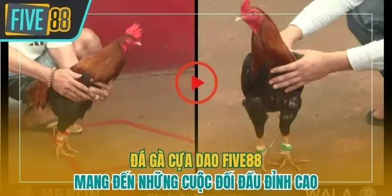 Đá gà cựa dao Five88