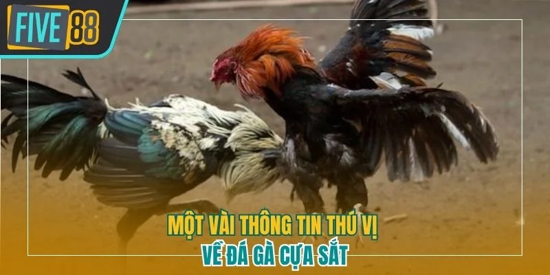 Một vài thông tin thú vị về đá gà cựa sắt