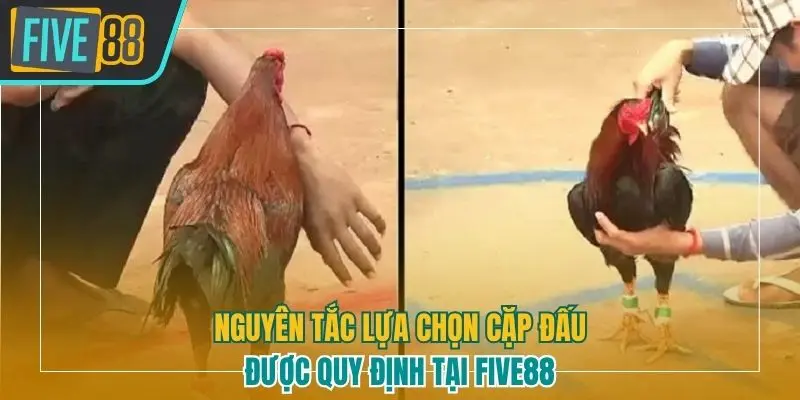 Nguyên tắc lựa chọn cặp đấu