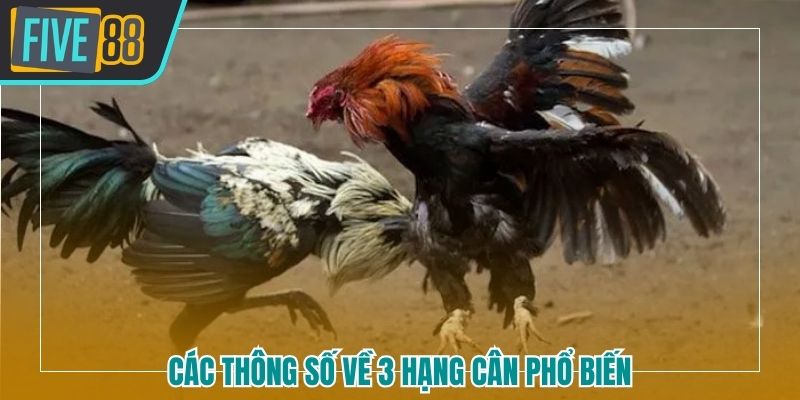 Các thông số về 3 hạng cân phổ biến